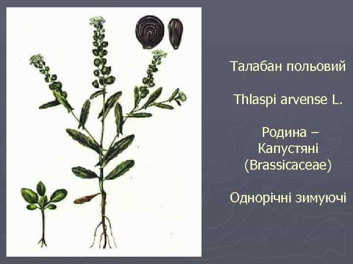 Талабан польовий Thlaspi arvense L. Родина – Капустяні (Brassicaceae) Однорічні зимуючі 