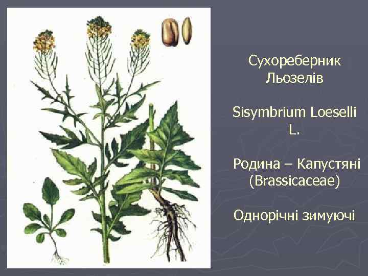 Сухореберник Льозелів Sisymbrium Loeselli L. Родина – Капустяні (Brassicaceae) Однорічні зимуючі 