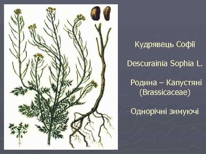 Кудрявець Софії Descurainia Sophia L. Родина – Капустяні (Brassicaceae) Однорічні зимуючі 