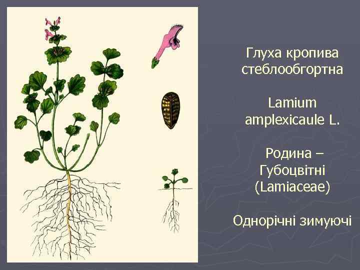 Глуха кропива стеблообгортна Lamium amplexicaule L. Родина – Губоцвітні (Lamiaceae) Однорічні зимуючі 