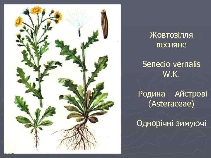 Жовтозілля весняне Senecio vernalis W. K. Родина – Айстрові (Asteraceae) Однорічні зимуючі 