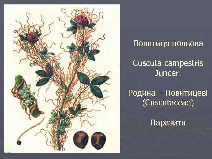 Повитиця польова Cuscuta campestris Juncer. Родина – Повитицеві (Cuscutaceae) Паразити 