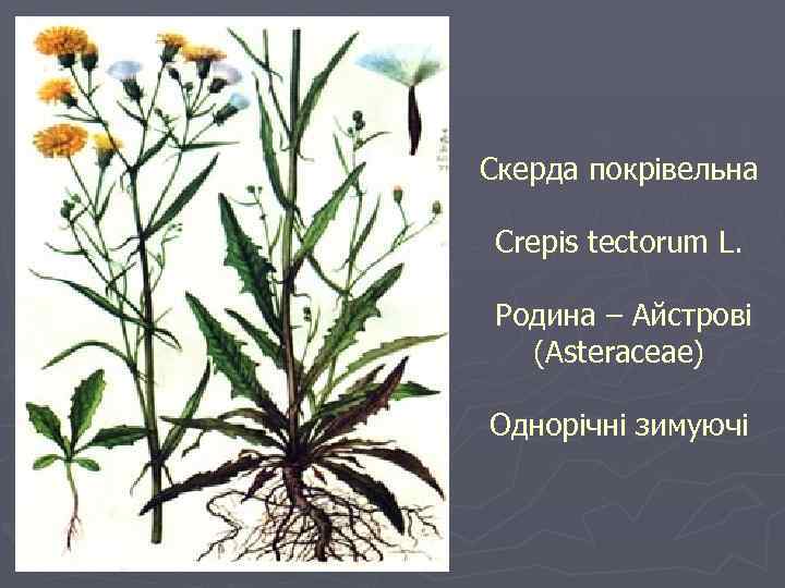 Скерда покрівельна Crepis tectorum L. Родина – Айстрові (Asteraceae) Однорічні зимуючі 