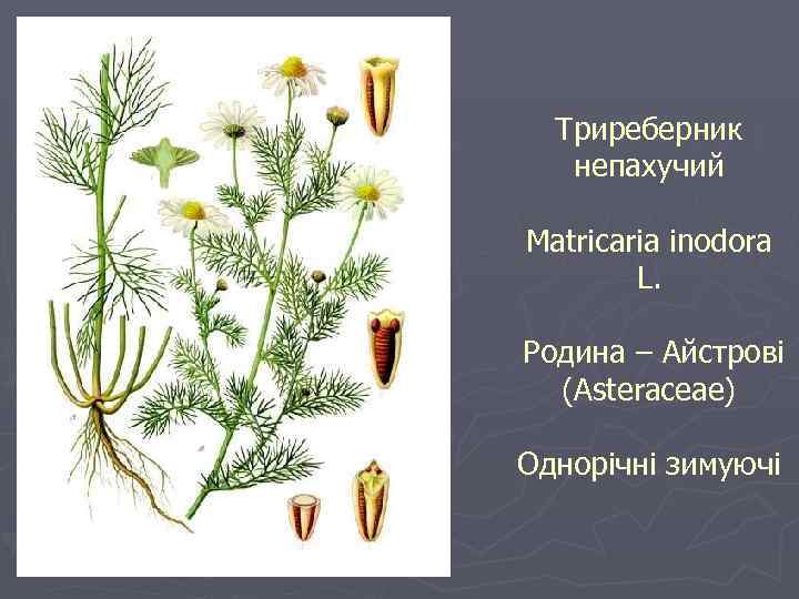 Триреберник непахучий Matricaria inodora L. Родина – Айстрові (Asteraceae) Однорічні зимуючі 