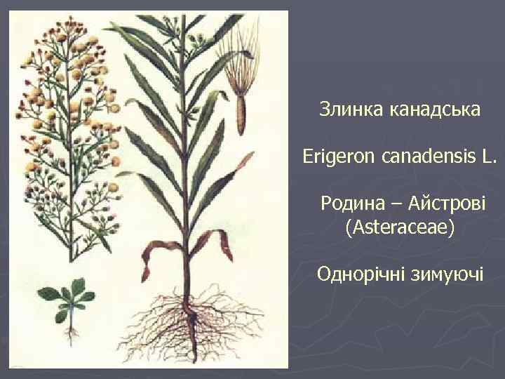 Мелколепестник канадский рисунок