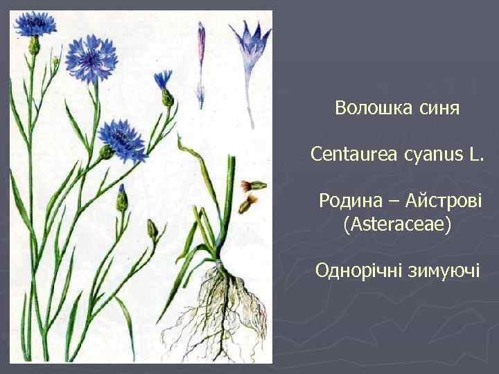Волошка синя Centaurea cyanus L. Родина – Айстрові (Asteraceae) Однорічні зимуючі 