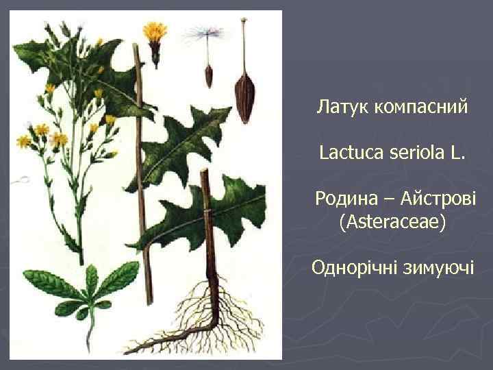 Латук компасний Lactuca seriola L. Родина – Айстрові (Asteraceae) Однорічні зимуючі 