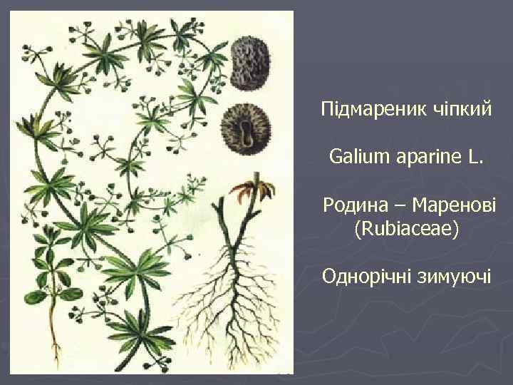 Підмареник чіпкий Galium aparine L. Родина – Маренові (Rubiaceae) Однорічні зимуючі 