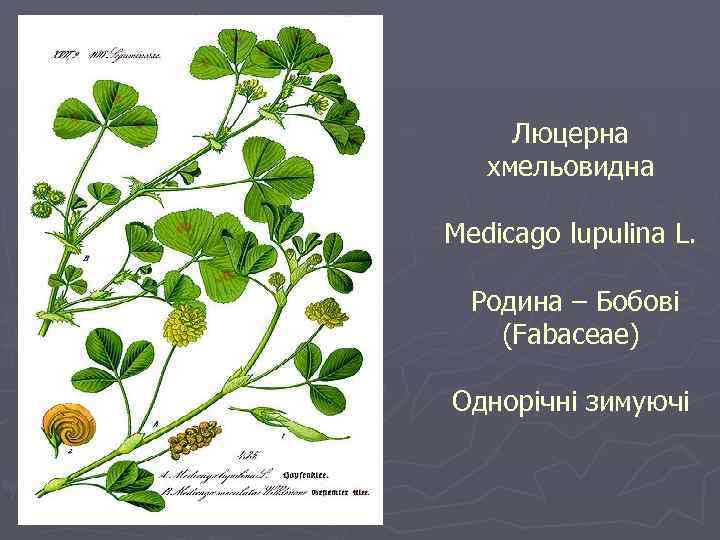 Люцерна хмельовидна Medicago lupulina L. Родина – Бобові (Fabaceae) Однорічні зимуючі 