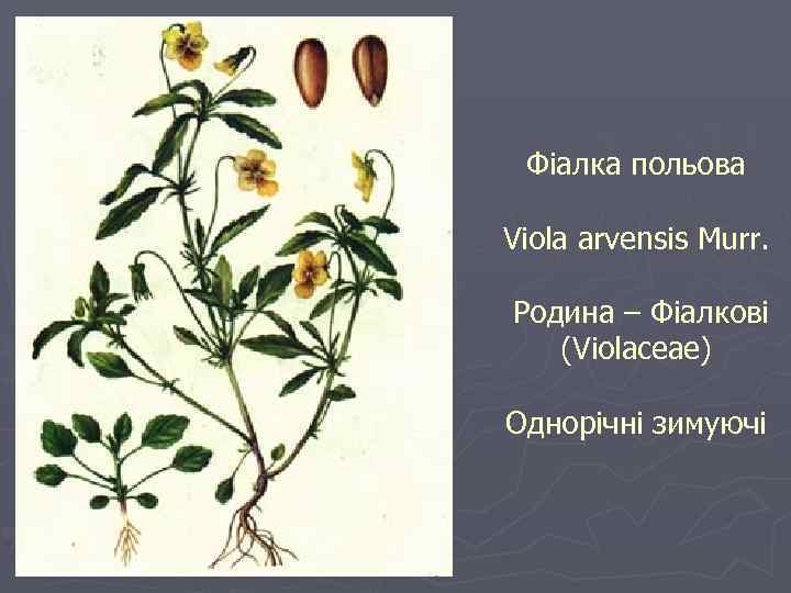 Фіалка польова Viola arvensis Murr. Родина – Фіалкові (Violaceae) Однорічні зимуючі 