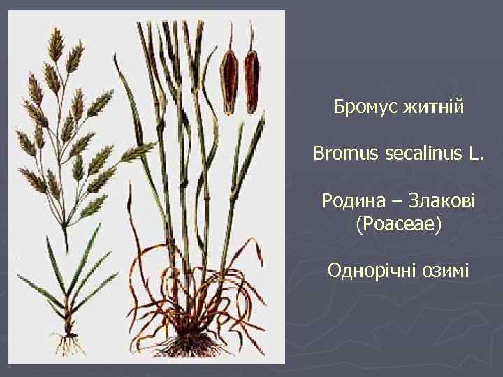 Бромус житній Bromus secalinus L. Родина – Злакові (Poaceae) Однорічні озимі 