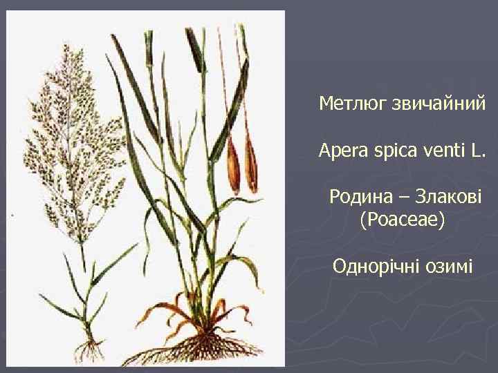 Метлюг звичайний Apera spica venti L. Родина – Злакові (Poaceae) Однорічні озимі 