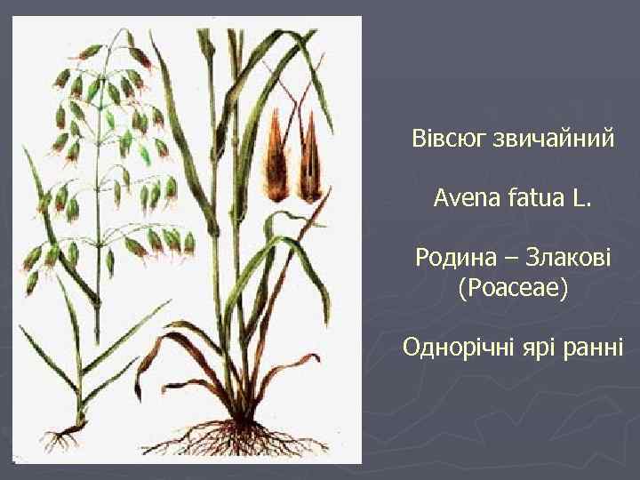 Вівсюг звичайний Avena fatua L. Родина – Злакові (Poaceae) Однорічні ярі ранні 