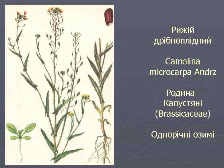 Рижій дрібноплідний Camelina microcarpa Andrz Родина – Капустяні (Brassicaceae) Однорічні озимі 