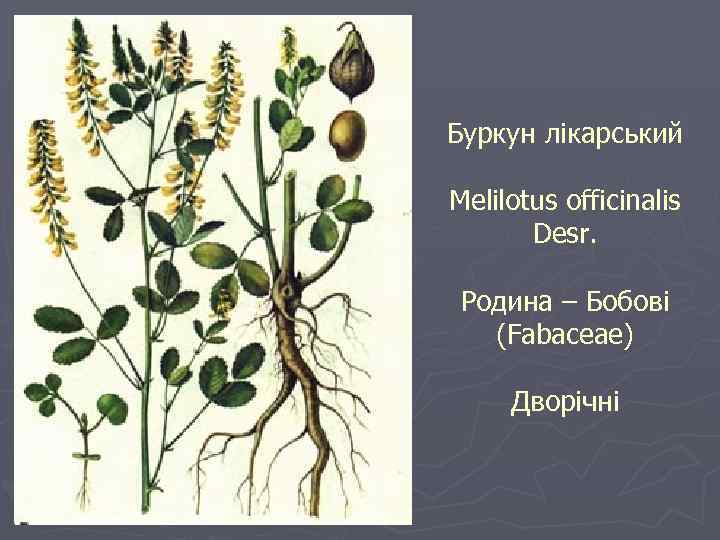 Буркун лікарський Melilotus officinalis Desr. Родина – Бобові (Fabaceae) Дворічні 