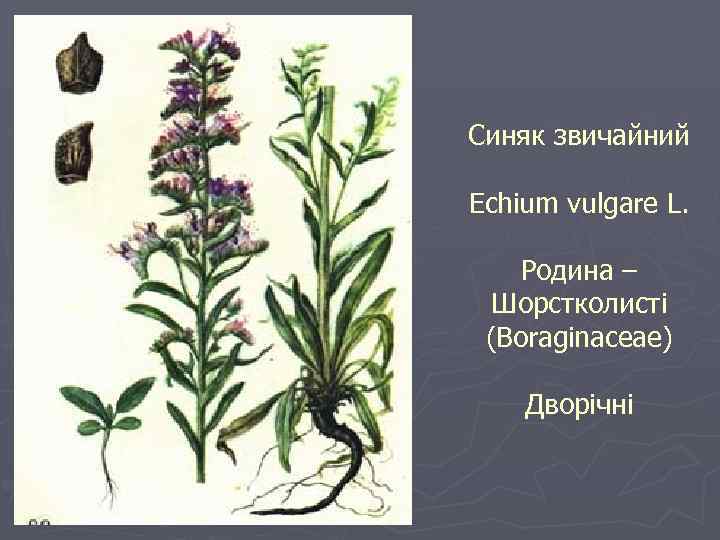Синяк звичайний Echium vulgare L. Родина – Шорстколисті (Boraginaceae) Дворічні 