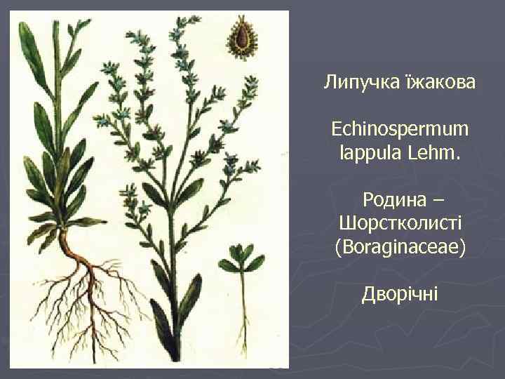 Липучка їжакова Echinospermum lappula Lehm. Родина – Шорстколисті (Boraginaceae) Дворічні 