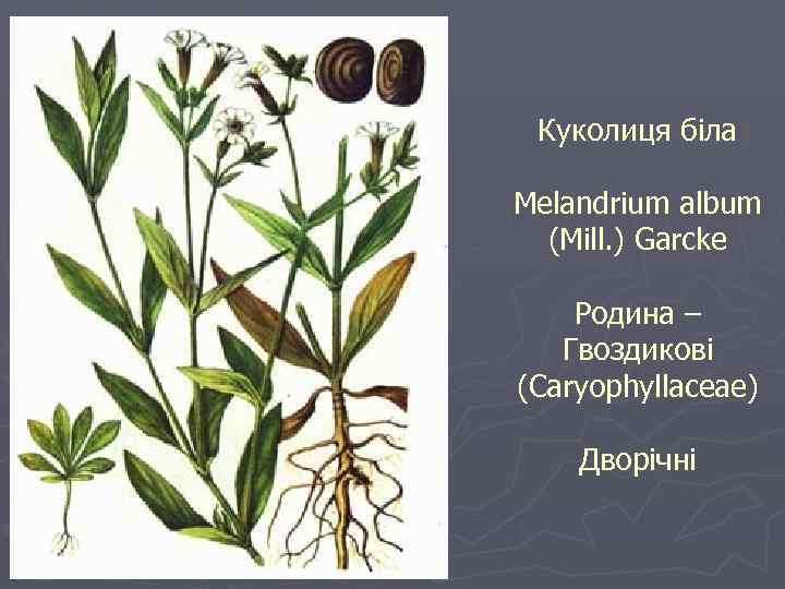 Куколиця біла Melandrium album (Mill. ) Garcke Родина – Гвоздикові (Caryophyllaceae) Дворічні 