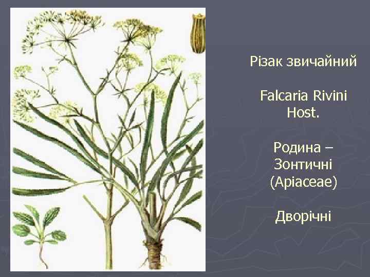 Різак звичайний Falcaria Rivini Host. Родина – Зонтичні (Apiaceae) Дворічні 