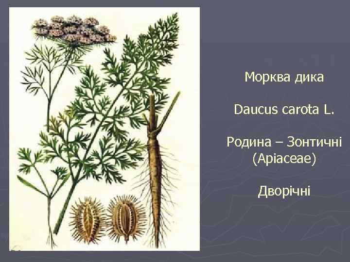 Морква дика Daucus carota L. Родина – Зонтичні (Apiaceae) Дворічні 