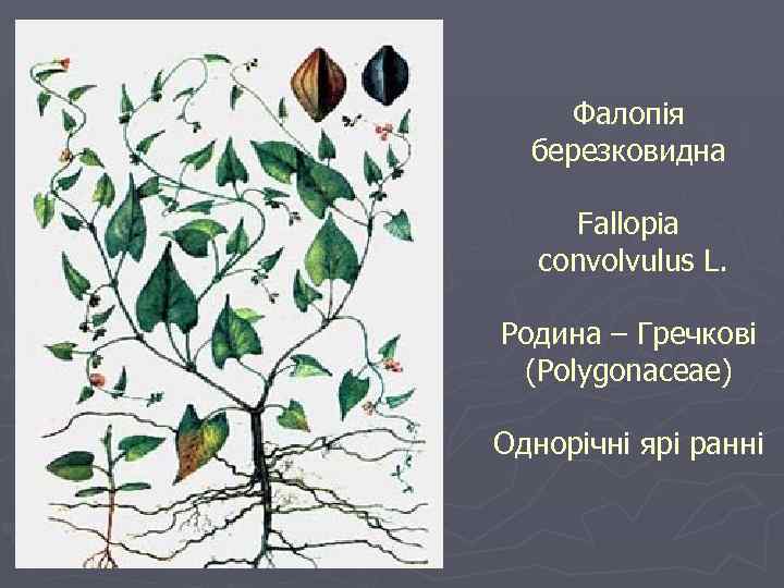 Фалопія березковидна Fallopia convolvulus L. Родина – Гречкові (Polygonaceae) Однорічні ярі ранні 