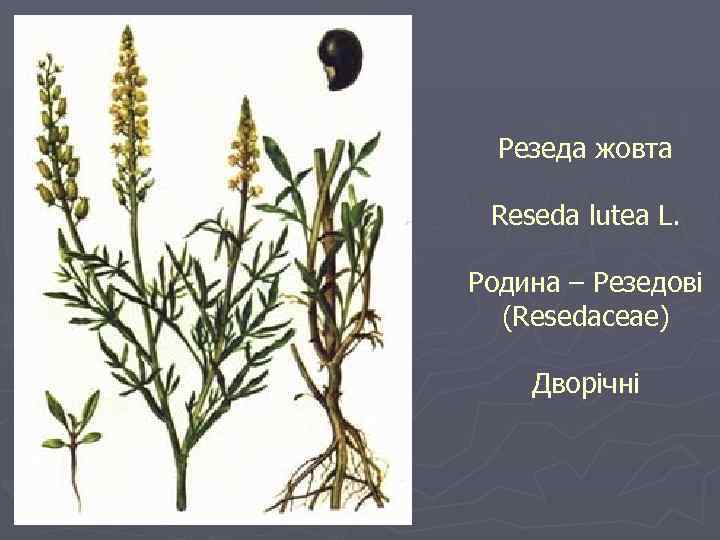 Резеда жовта Reseda lutea L. Родина – Резедові (Resedaceae) Дворічні 