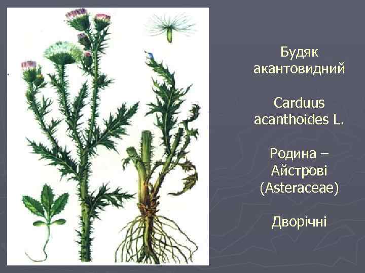 Будяк акантовидний Carduus acanthoides L. Родина – Айстрові (Asteraceae) Дворічні 