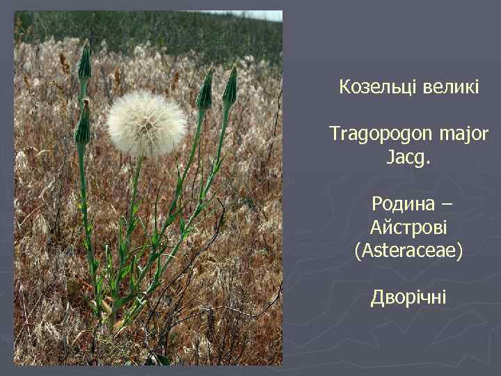 Козельці великі Tragopogon major Jacg. Родина – Айстрові (Asteraceae) Дворічні 