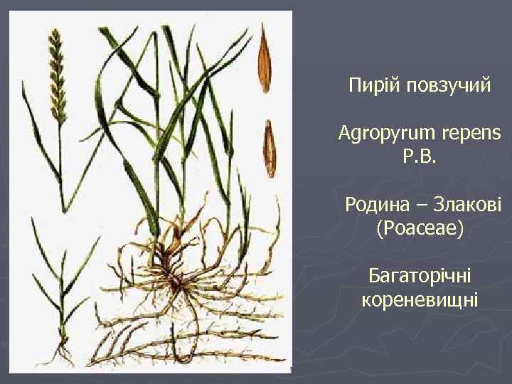 Пирій повзучий Agropyrum repens P. B. Родина – Злакові (Poaceae) Багаторічні кореневищні 