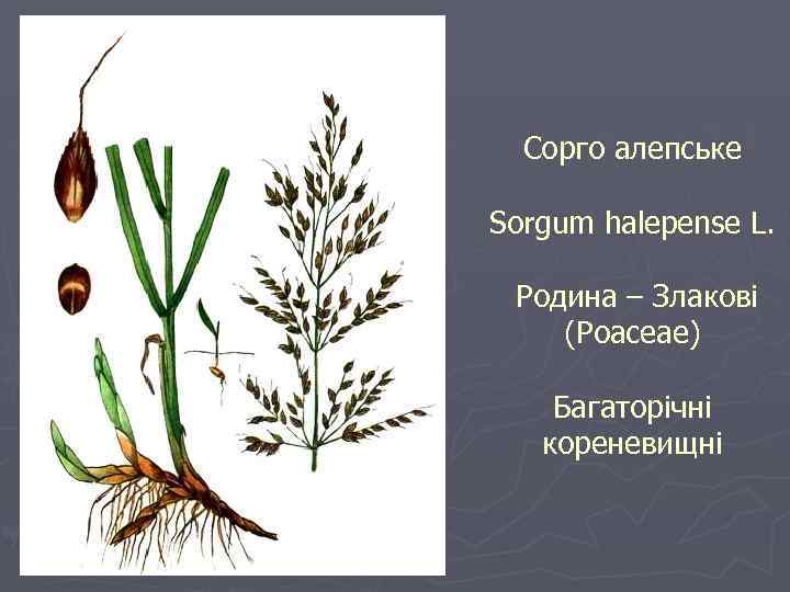 Сорго алепське Sorgum halepense L. Родина – Злакові (Poaceae) Багаторічні кореневищні 