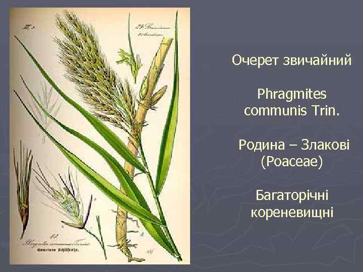 Очерет звичайний Phragmites communis Trin. Родина – Злакові (Poaceae) Багаторічні кореневищні 