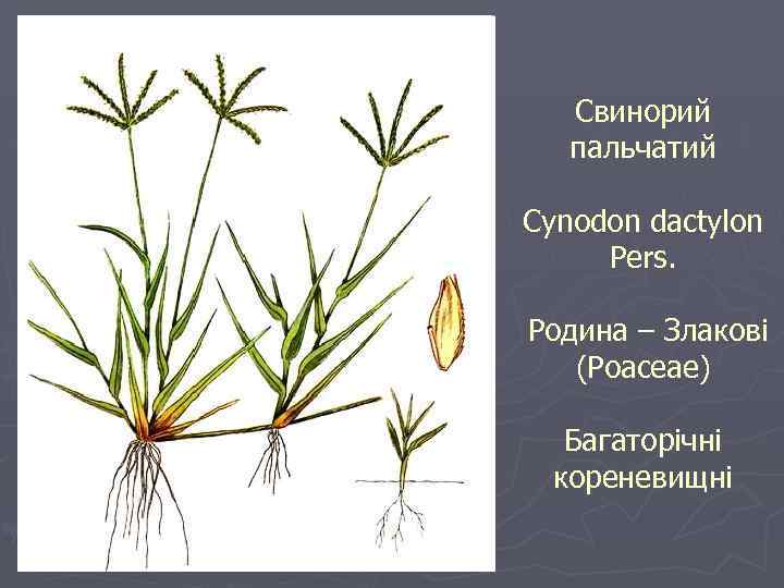 Свинорий пальчатий Cynodon dactylon Pers. Родина – Злакові (Poaceae) Багаторічні кореневищні 