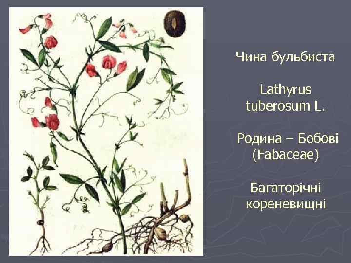 Чина бульбиста Lathyrus tuberosum L. Родина – Бобові (Fabaceae) Багаторічні кореневищні 