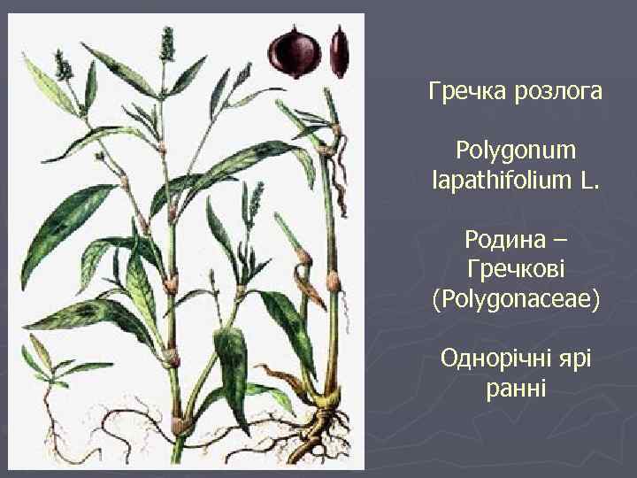 Гречка розлога Polygonum lapathifolium L. Родина – Гречкові (Polygonaceae) Однорічні ярі ранні 