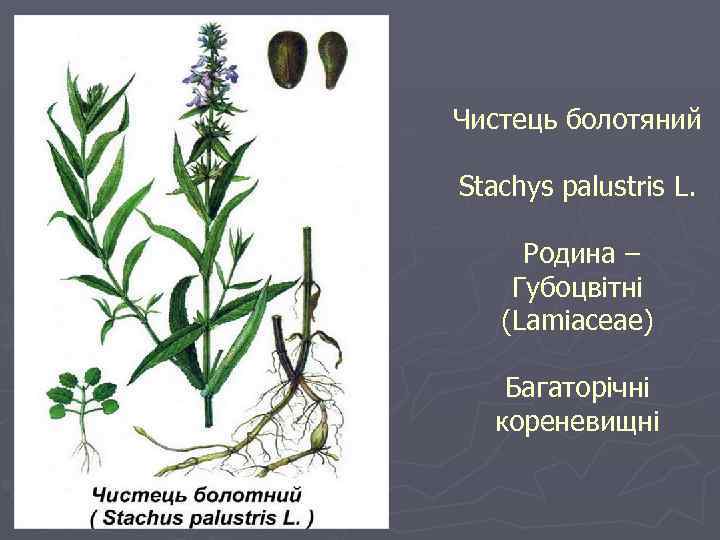 Чистець болотяний Stachys palustris L. Родина – Губоцвітні (Lamiaceae) Багаторічні кореневищні 