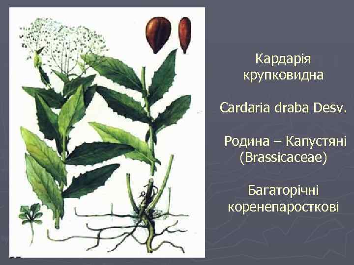 Кардарія крупковидна Cardaria draba Desv. Родина – Капустяні (Brassicaceae) Багаторічні коренепаросткові 