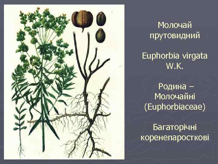 Сжатая рожь бурьян молочай все побуревшее от зноя рыжее и полумертвое теперь схема