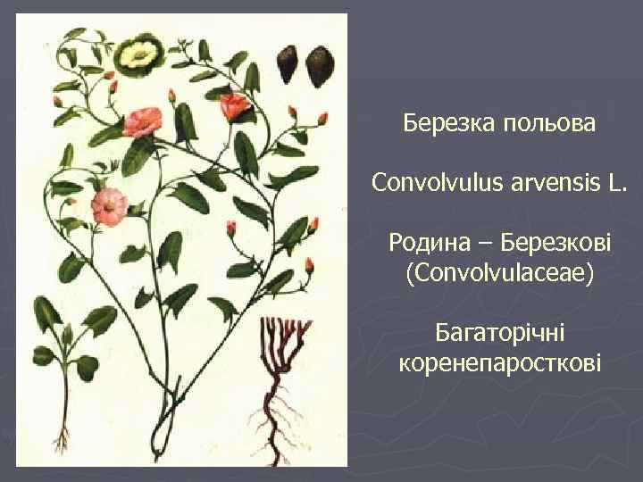 Березка польова Convolvulus arvensis L. Родина – Березкові (Convolvulaceae) Багаторічні коренепаросткові 