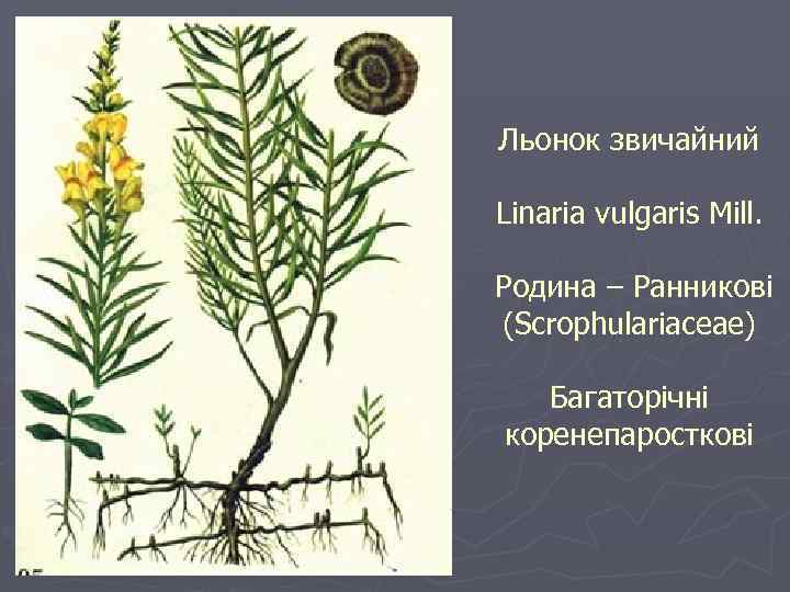 Льонок звичайний Linaria vulgaris Mill. Родина – Ранникові (Scrophulariaceae) Багаторічні коренепаросткові 