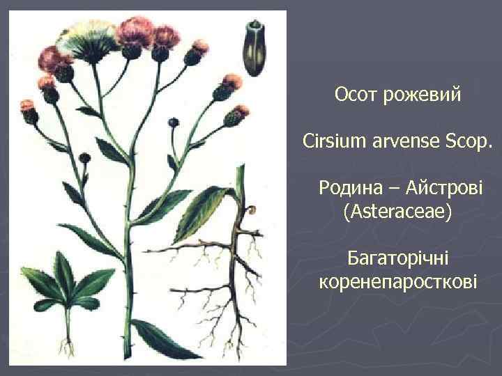 Осот рожевий Cirsium arvense Scop. Родина – Айстрові (Asteraceae) Багаторічні коренепаросткові 