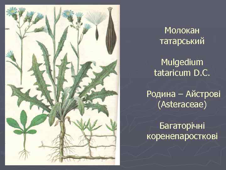 Молокан татарський Mulgedium tataricum D. C. Родина – Айстрові (Asteraceae) Багаторічні коренепаросткові 