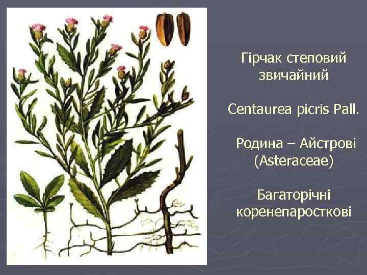 Гірчак степовий звичайний Centaurea picris Pall. Родина – Айстрові (Asteraceae) Багаторічні коренепаросткові 