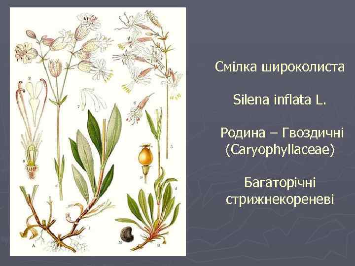 Смілка широколиста Silena inflata L. Родина – Гвоздичні (Caryophyllaceae) Багаторічні стрижнекореневі 