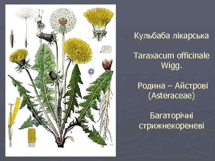 Кульбаба лікарська Taraxacum officinale Wigg. Родина – Айстрові (Asteraceae) Багаторічні стрижнекореневі 