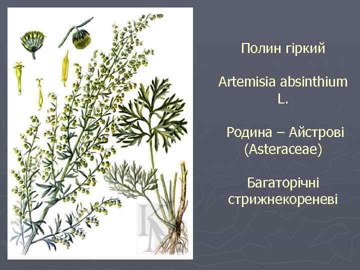 Полин гіркий Artemisia absinthium L. Родина – Айстрові (Asteraceae) Багаторічні стрижнекореневі 