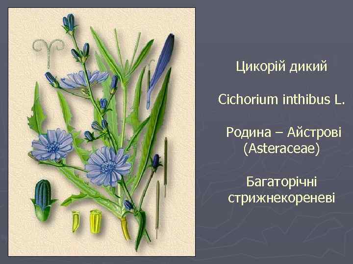 Цикорій дикий Cichorium inthibus L. Родина – Айстрові (Asteraceae) Багаторічні стрижнекореневі 