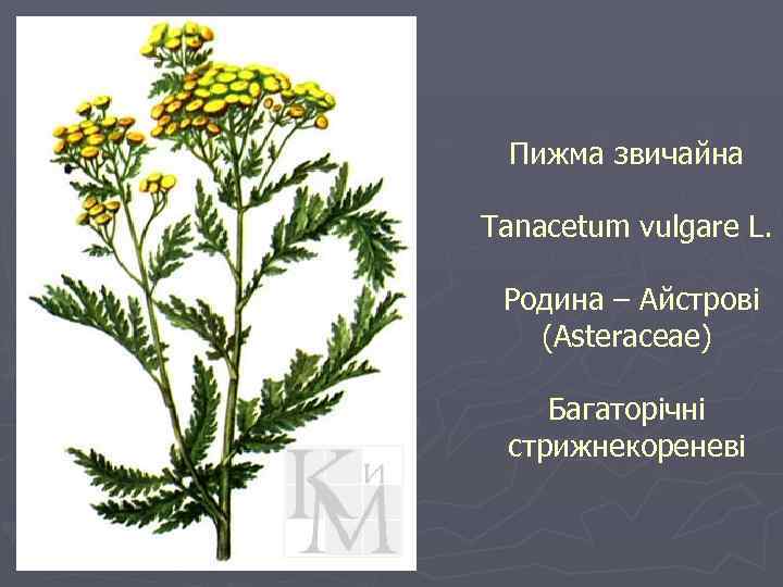 Пижма звичайна Tanacetum vulgare L. Родина – Айстрові (Asteraceae) Багаторічні стрижнекореневі 