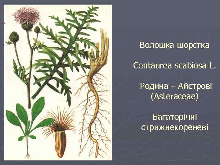 Волошка шорстка Centaurea scabiosa L. Родина – Айстрові (Asteraceae) Багаторічні стрижнекореневі 