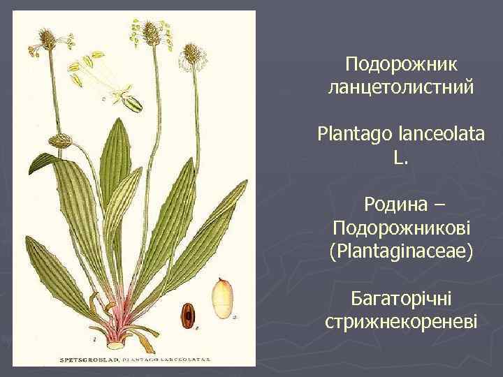 Подорожник ланцетолистний Plantago lanceolata L. Родина – Подорожникові (Plantaginaceae) Багаторічні стрижнекореневі 