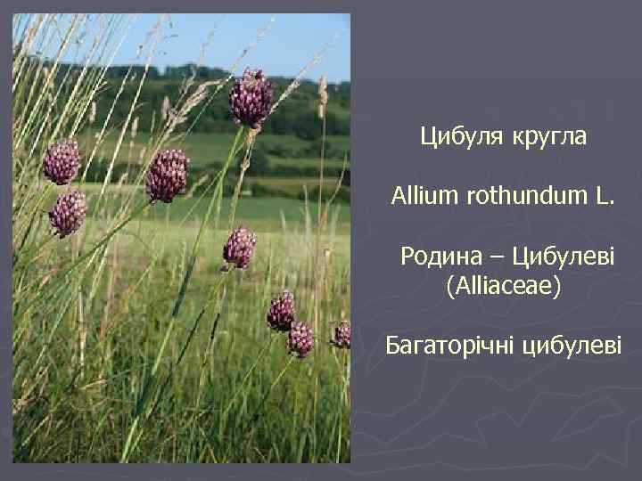 Цибуля кругла Allium rothundum L. Родина – Цибулеві (Alliaceae) Багаторічні цибулеві 